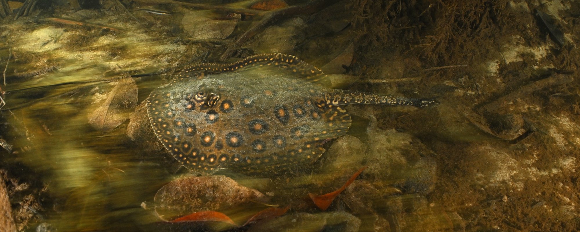 Thomas Peschak Billboard