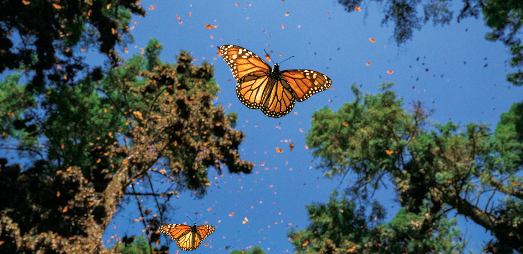 Chasing Monarchs Image
