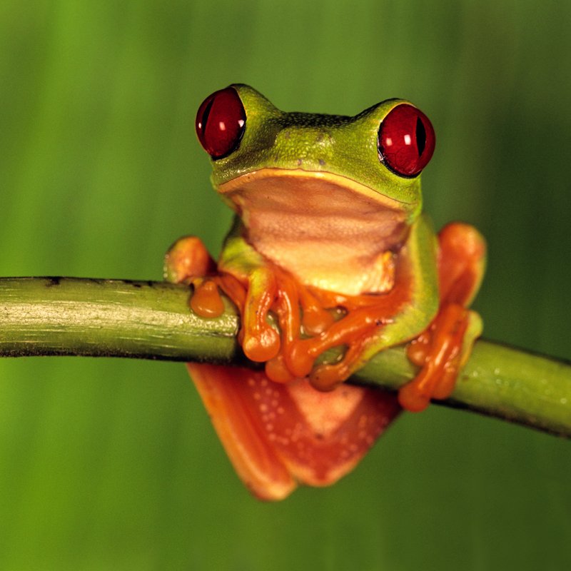 Weird World of Frogs webpage