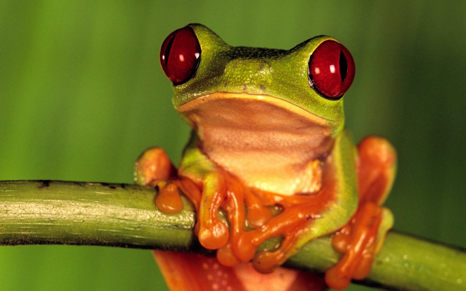 Weird World of Frogs webpage