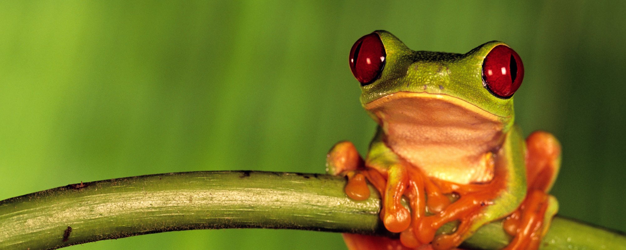 Weird World of Frogs_Photo_2(1)