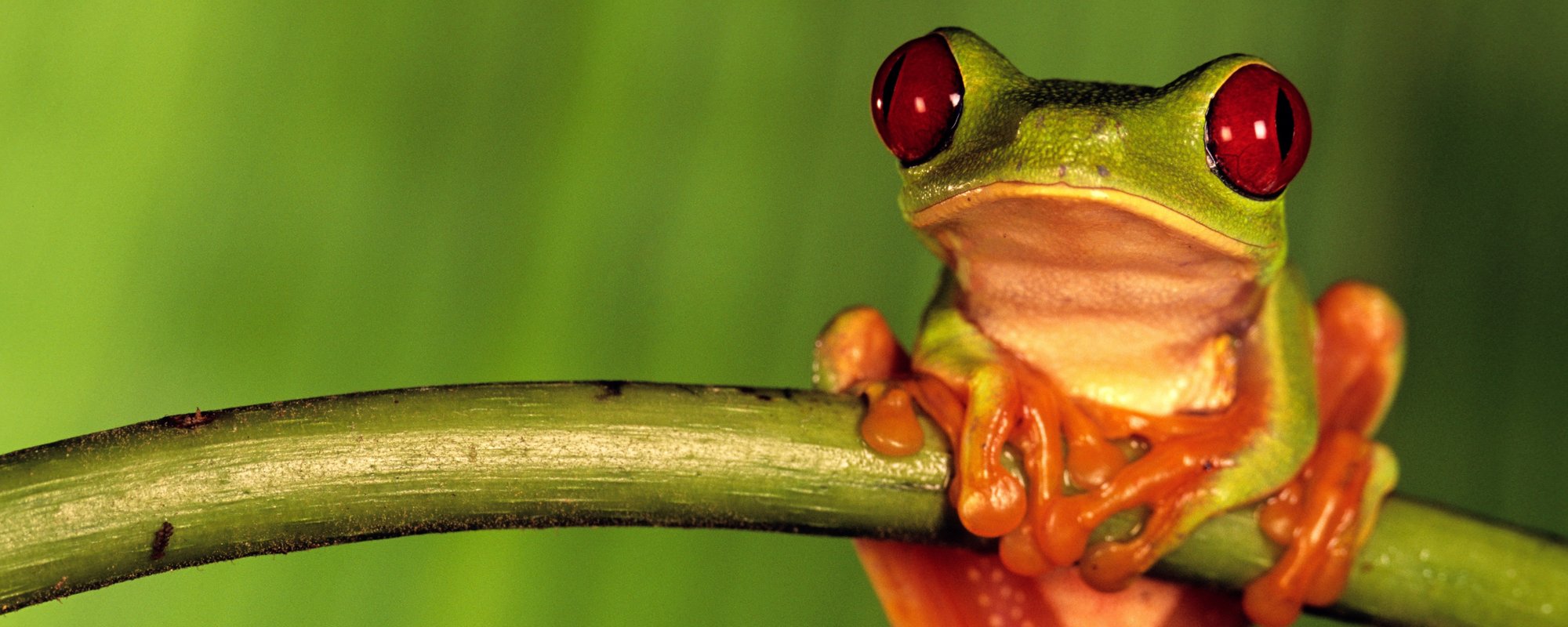 Weird World of Frogs_Photo_2(1)
