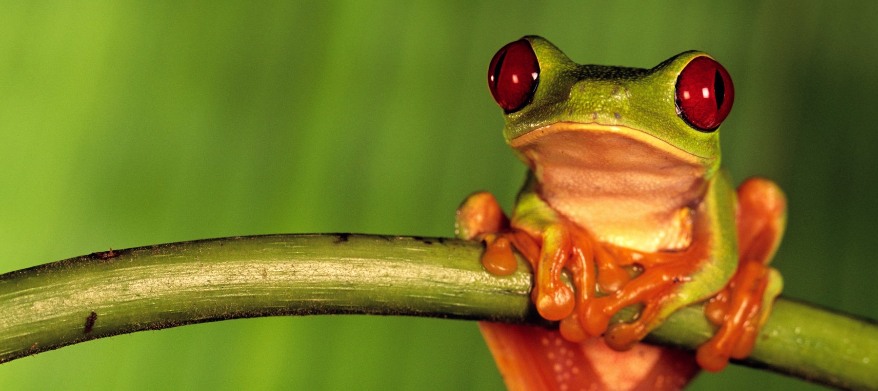 Weird World of Frogs_Photo_2(1)